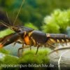 Feuerkrebs, Cherax Sp. 'Orange Tip' -Heimtierbedarf 10352 Feuerkrebs Cherax sp Orange Tip