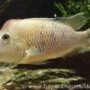 Rothauben-Erdfresser, Geophagus Steindachneri 2 Rothauben-Erdfresser, Geophagus Steindachneri -Heimtierbedarf 10804 Rothauben Erdfresser Geophagus steindachneri