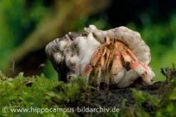 5 Kleine Landeinsiedlerkrebse, Coenobita Spec. -Heimtierbedarf 12441 Landeinsiedlerkrebs Coenobita pseudorugosus