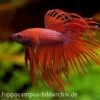 Crown Tail Kampffisch Rot, Männchen, Betta Splendens -Heimtierbedarf 12877 Crown Tail Kampffisch rot Maennchen Betta splend
