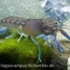 Yabby, Cherax Destructor -Heimtierbedarf 13606 Yabby Cherax destructor