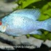 Schmetterlingsbuntbarsch Electric Blue XL, Mikrogeophagus Ramirezi 1 Schmetterlingsbuntbarsch Electric Blue XL, Mikrogeophagus Ramirezi -Heimtierbedarf 15007 Schmetterlingsbuntbarsch Electric Blue Mikrogeoph