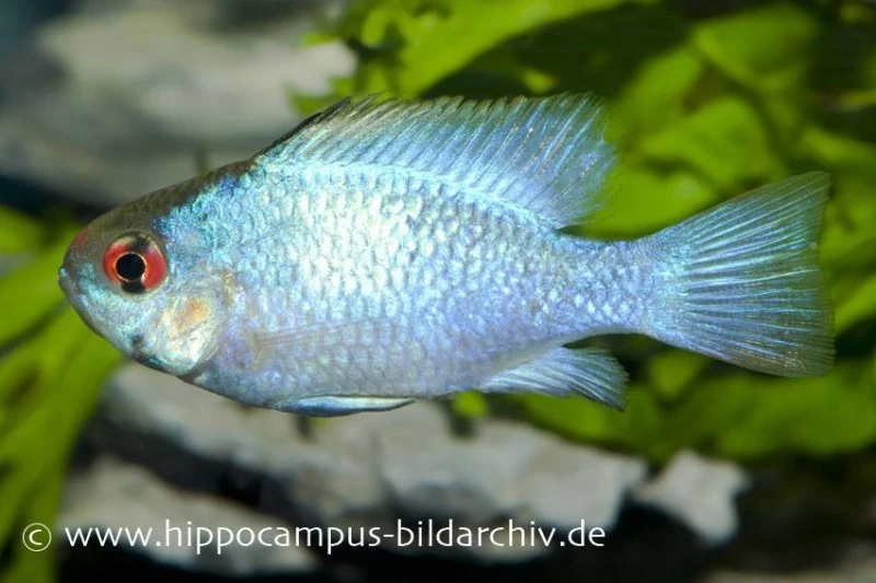 Schmetterlingsbuntbarsch Electric Blue XL, Mikrogeophagus Ramirezi 3 Schmetterlingsbuntbarsch Electric Blue XL, Mikrogeophagus Ramirezi