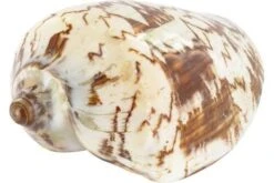 Schneckenhaus Porcelain Shell, Ca. 14 Cm Länge