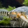 Tigerkrebs, Cherax Peknyi 2 Tigerkrebs, Cherax Peknyi -Heimtierbedarf 1523 Tigerkrebs Cherax peknyi