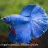 Halfmoon Kampffisch Blau, Männchen, Betta Splendens -Heimtierbedarf 15289 Halfmoon Kampffisch blau Maennchen Betta splende