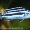 Blauer Johanni, Melanochromis Maingano, DNZ 2 Blauer Johanni, Melanochromis Maingano, DNZ -Heimtierbedarf 15437 Blauer Johanni Melanochromis maingano