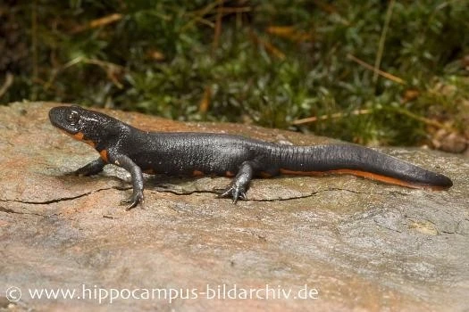 Kleiner Feuerbauchmolch, Cynops Orientalis 2 Kleiner Feuerbauchmolch, Cynops Orientalis