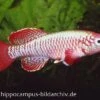 Killifisch Torfansatz Nothobranchius Eggersi Red, 30 Eier -Heimtierbedarf 16024 Killifisch Torfansatz Nothobranchius eggersi red