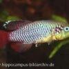 Killifisch Torfansatz Nothobranchius Guentheri Red, 30 Eier -Heimtierbedarf 16029 Killifisch Torfansatz Nothobranchius guentheri red