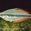 Juwelen-Regenbogenfisch, Melanotaenia Trifasciata -Heimtierbedarf 16417 Juwelen Regenbogenfisch Melanotaenia trifasciata