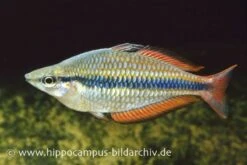 Juwelen-Regenbogenfisch, Melanotaenia Trifasciata
