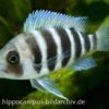 Tanganjika-Beulenkopf, Cyphotilapia Frontosa "Burundi", DNZ 1 Tanganjika-Beulenkopf, Cyphotilapia Frontosa "Burundi", DNZ -Heimtierbedarf 20860 Tanganjika Beulenkopf Cyphotilapia frontosa