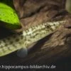 Indischer Zwergstachelaal, Macrognathus Pancalus -Heimtierbedarf 20894 Indischer Zwergstachelaal Macrognathus pancalus