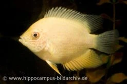 Goldener Augenfleck-Buntbarsch, Heros Severus Gold