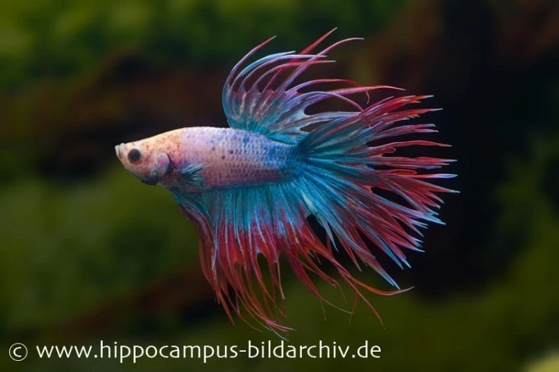 Crown Tail Kampffisch Multicolor, NZ, Männchen, Betta Splendens 3 Crown Tail Kampffisch Multicolor, NZ, Männchen, Betta Splendens