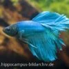 Halfmoon Kampffisch Türkis, Männchen, Betta Splendens -Heimtierbedarf 20918 Halfmoon Kampffisch tuerkis Maennchen Betta sple
