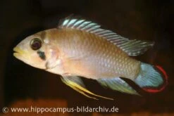 Panduros Zwergbuntbarsch, Apistogramma Panduro, Paarwweise 7 Panduros Zwergbuntbarsch, Apistogramma Panduro, Paarwweise -Heimtierbedarf 20924 Panduros Zwergbuntbarsch Apistogramma panduro