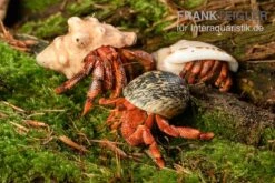 Bundle: 3x Erdbeer Landeinsiedlerkrebs, Coenobita Perlatus (3 Tiere)