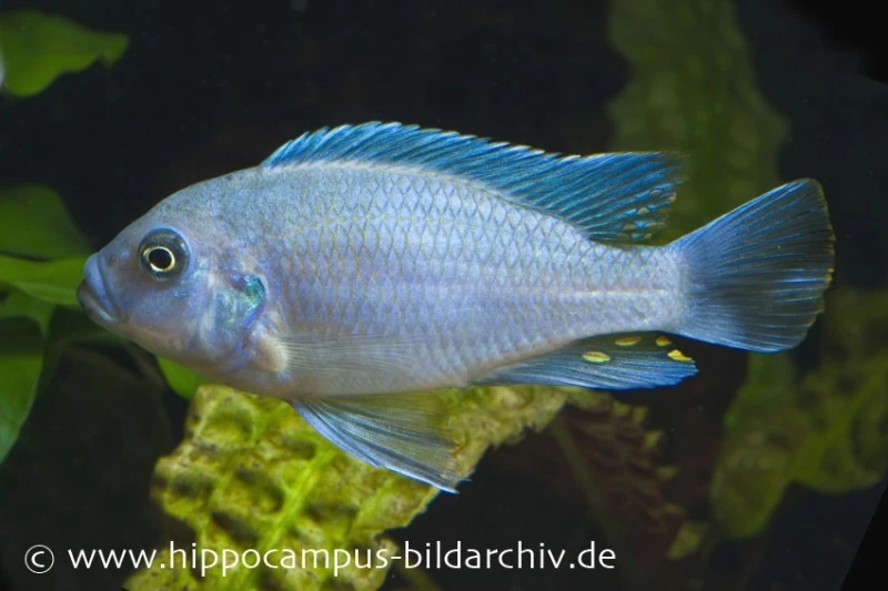 Blau-Roter Zebra, Maylandia Estherae Blau-rot, DNZ 3 Blau-Roter Zebra, Maylandia Estherae Blau-rot, DNZ