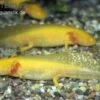 Axolotl Goldfarben, Ambystoma Mexicanum -Heimtierbedarf 80065 Axolotl goldfarben Ambystoma mexicanum