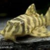 Imperial Tiger Pleco, Peckoltia Compta Imperial Tiger, L134 -Heimtierbedarf 80070 Imperial Tiger Pleco Peckoltia compta Imperial Ti