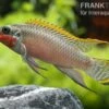 Smaragdprachtbarsch, Pelvicachromis Taeniatus Nigeria Red, 4-5 Cm 2 Smaragdprachtbarsch, Pelvicachromis Taeniatus Nigeria Red, 4-5 Cm -Heimtierbedarf 80071 Smaragdprachtbarsch Pelvicachromis taeniatus Nige