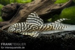 Königstiger-Harnischwels, Hypancistrus Spec. L333 Belo Monte -Heimtierbedarf 80074 Koenigstiger Harnischwels Hypancistrus spec L333 1