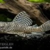 Königstiger-Harnischwels, Hypancistrus Spec. L 66, 8-10 Cm -Heimtierbedarf 80082 Koenigstiger Harnischwels Hypancistrus spec L066