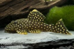 Orangesaum-Prachtharnischwels, Baryancistrus Xanthellus L18, 4-8 Cm -Heimtierbedarf 80084 Orangesaum Prachtharnischwels Baryancistrus xanth