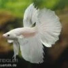 Halfmoon Kampffisch Weiß, Männchen, Betta Splendens 1 Halfmoon Kampffisch Weiß, Männchen, Betta Splendens -Heimtierbedarf 80099 Halfmoon Kampffisch weiss Maennchen Betta splend
