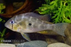 Heckels Buntbarsch, Acarichthys Heckelii -Heimtierbedarf 80102 Heckels Buntbarsch Acarichthys heckelii