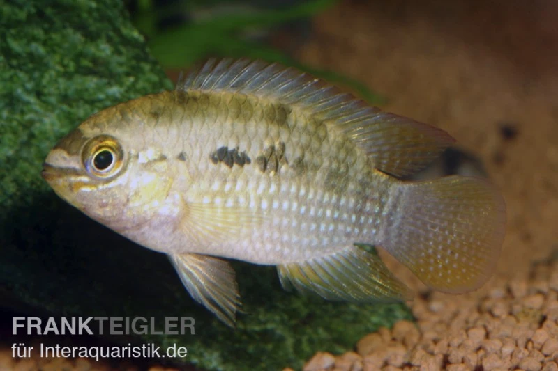 Dorsigerusbuntbarsch, Aequidens Dorsigerus 3 Dorsigerusbuntbarsch, Aequidens Dorsigerus