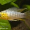 Gelber Zwergbuntbarsch, Apistogramma Borelli, Paarweise 2 Gelber Zwergbuntbarsch, Apistogramma Borelli, Paarweise -Heimtierbedarf 80122 Gelber Zwergbuntbarsch Apistogramma borelli