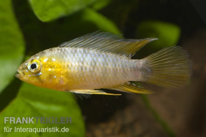 Gelber Zwergbuntbarsch, Apistogramma Borelli, Paarweise 3 Gelber Zwergbuntbarsch, Apistogramma Borelli, Paarweise