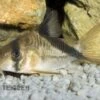 Kopfbinden-Panzerwels, Corydoras Melini 1 Kopfbinden-Panzerwels, Corydoras Melini -Heimtierbedarf 80131 Kopfbinden Panzerwels Corydoras melini