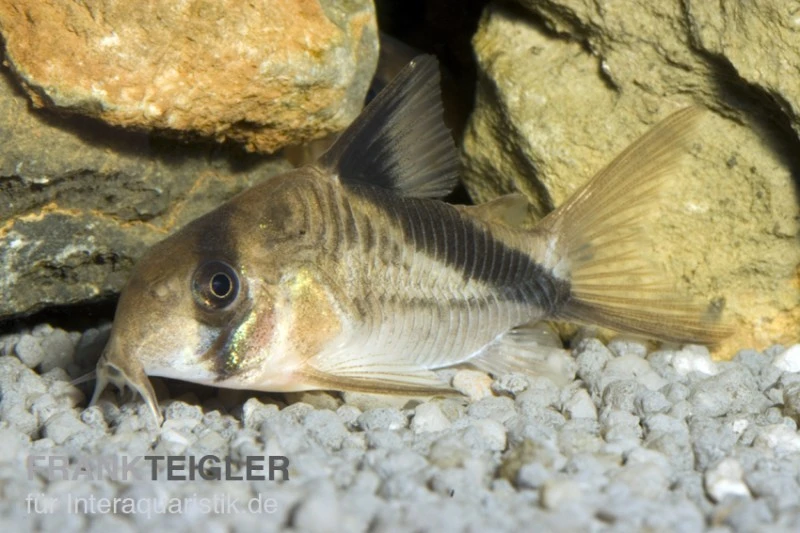 Kopfbinden-Panzerwels, Corydoras Melini 3 Kopfbinden-Panzerwels, Corydoras Melini