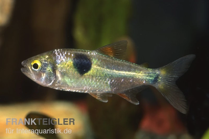 Zweitupfen-Raubsalmler, Exodon Paradoxus, 4-6 Cm (Rarität) 3 Zweitupfen-Raubsalmler, Exodon Paradoxus, 4-6 Cm (Rarität)