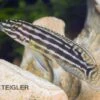 Vierstreifen-Schlankcichlide, Julidochromis Regani KIPILI, DNZ -Heimtierbedarf 80143 Vierstreifen Schlankcichlide Julidochromis regani
