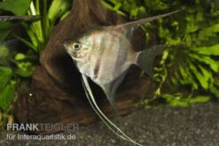 Manacapuru Rotrücken Skalar, Pterophyllum Cf. Scalare "Lago Manacapuru" -Heimtierbedarf 80154 Manacapuru Rotruecken Skalar Pterophyllum cf sca