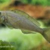 Gelber Sandcichlide, Xenotilapia Flavipinnis 2 Gelber Sandcichlide, Xenotilapia Flavipinnis -Heimtierbedarf 80175 Gelber Sandcichlide Xenotilapia flavipinnis