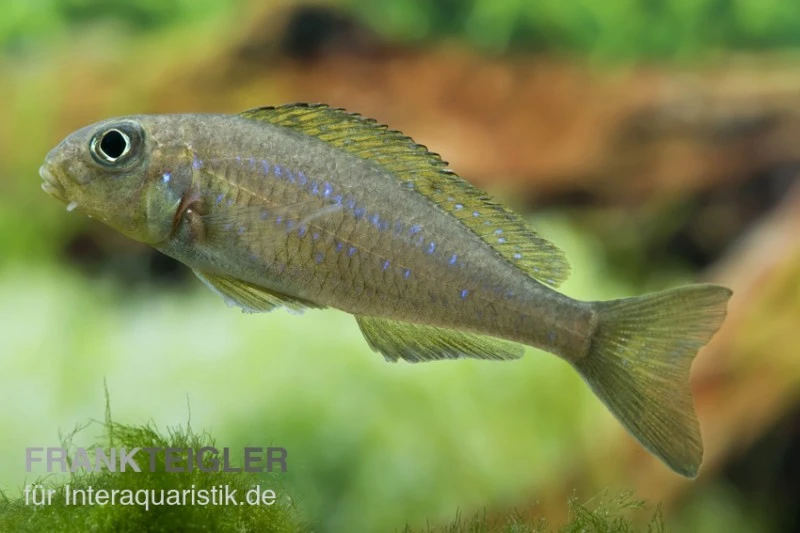 Gelber Sandcichlide, Xenotilapia Flavipinnis 3 Gelber Sandcichlide, Xenotilapia Flavipinnis
