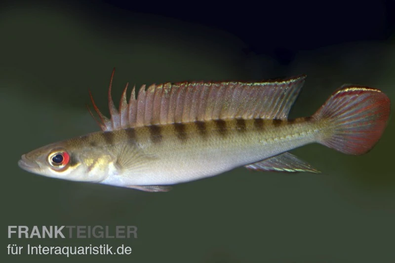 Regans Zwerghechtbuntbarsch, Crenicichla Regani, DNZ 3 Regans Zwerghechtbuntbarsch, Crenicichla Regani, DNZ