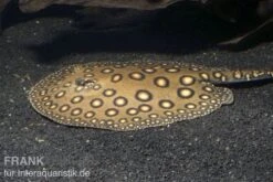 Pfauenaugen-Stechrochen, Potamotrygon Motoro R001