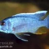 Azurcichlide, Sciaenochromis Ahli "Eisberg", DNZ 1 Azurcichlide, Sciaenochromis Ahli "Eisberg", DNZ -Heimtierbedarf 80194 Azurcichlide Sciaenochromis ahli