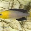 Blauer Heringscichlide, Cyprichromis Leptosoma "Tricolor", DNZ 2 Blauer Heringscichlide, Cyprichromis Leptosoma "Tricolor", DNZ -Heimtierbedarf 80200 Blauer Heringscichlide Cyprichromis leptosoma