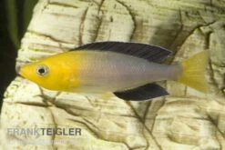 Blauer Heringscichlide, Cyprichromis Leptosoma "Tricolor", DNZ