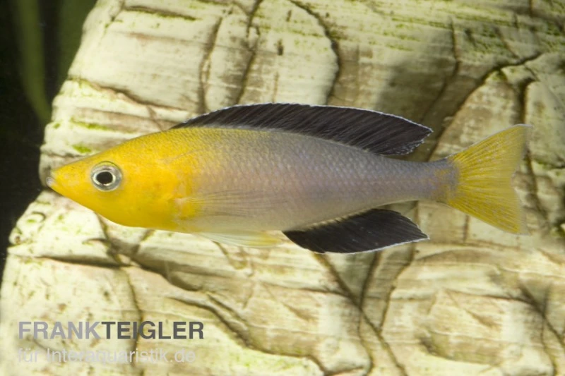 Blauer Heringscichlide, Cyprichromis Leptosoma "Tricolor", DNZ 3 Blauer Heringscichlide, Cyprichromis Leptosoma "Tricolor", DNZ