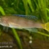 Blauer Heringscichlide, Cyprichromis Leptosoma "Utinta", DNZ