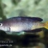 Blauer Heringscichlide, Cyprichromis Leptosoma "Mpulungu", DNZ 1 Blauer Heringscichlide, Cyprichromis Leptosoma "Mpulungu", DNZ -Heimtierbedarf 80243 Blauer Heringscichlide Cyprichromis leptosoma Mpul